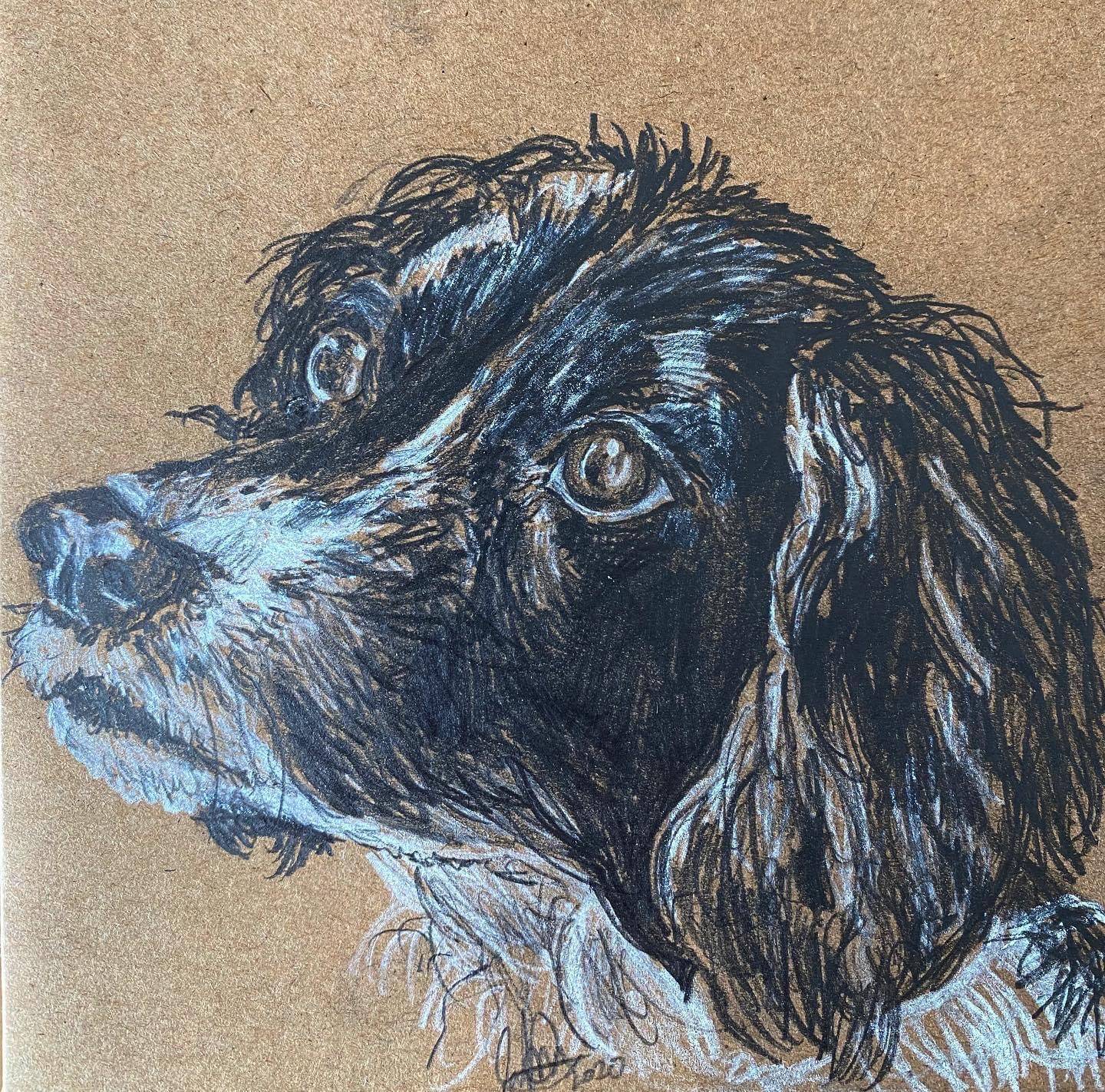 A thank you card of Daisy the Spaniel, personally drawn for The Harrogate Vet