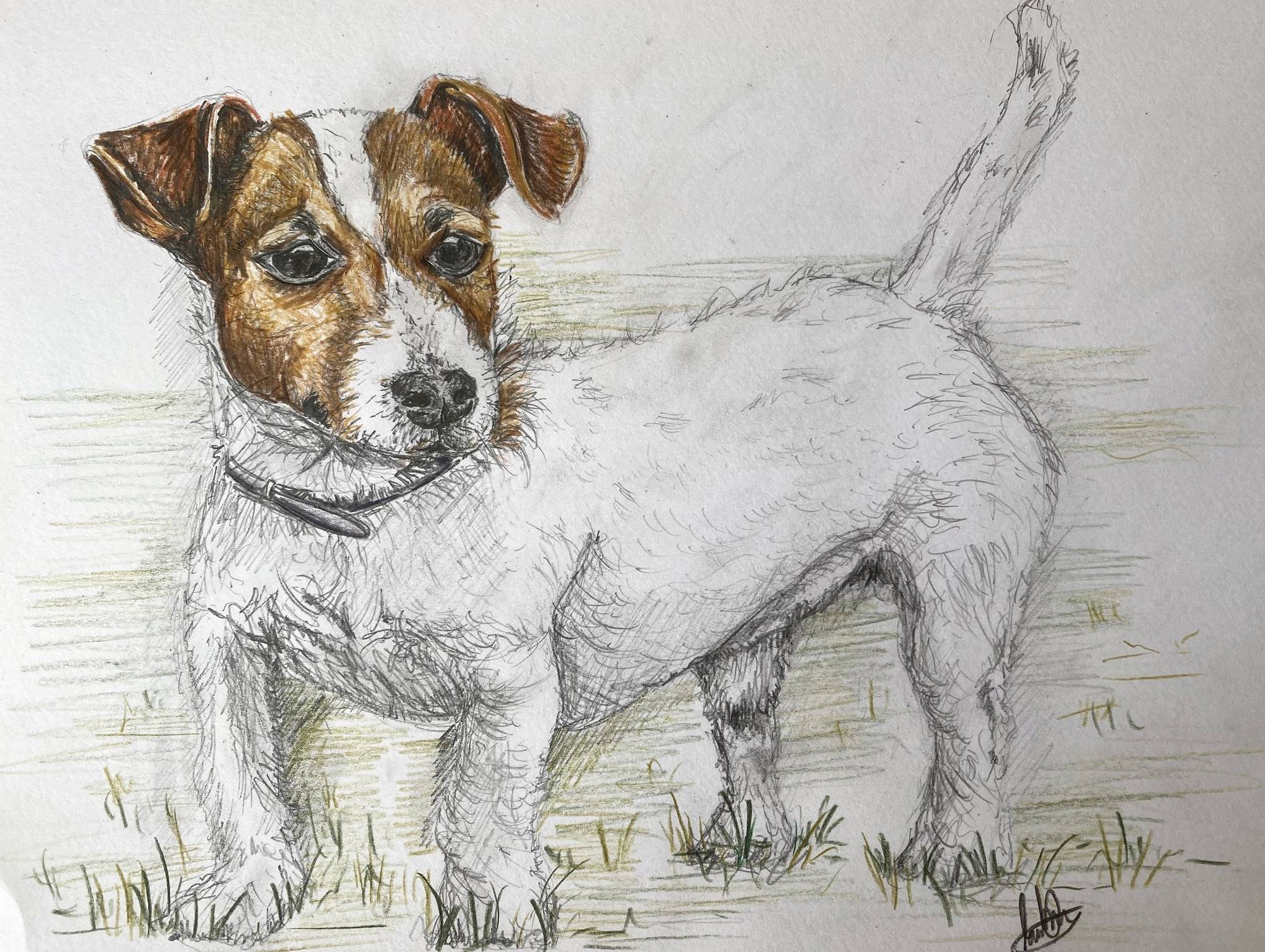 Patch the Jack Russell